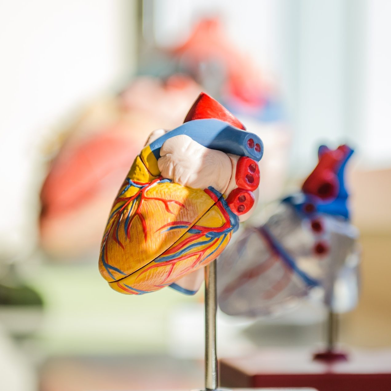 An anatomical model of a heart held on a metal stand.