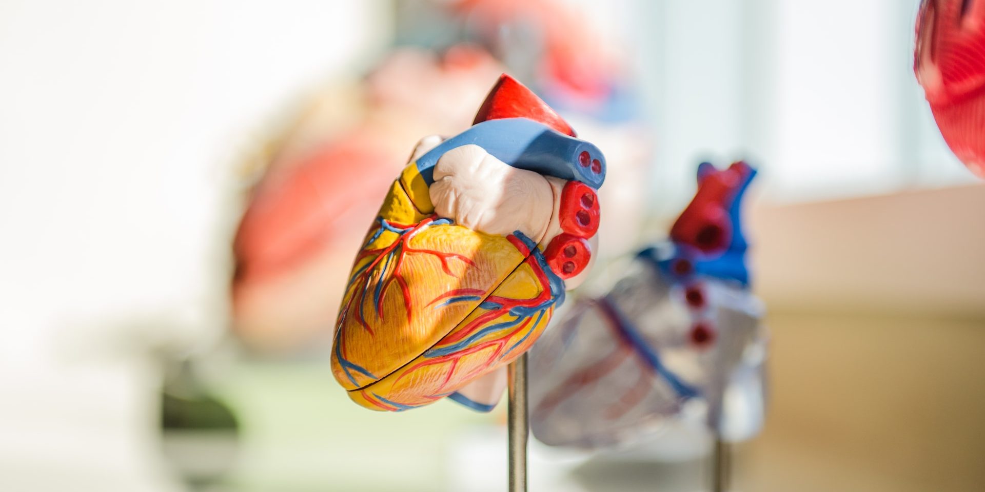 An anatomical model of a heart held on a metal stand.